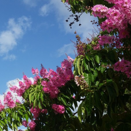 Lilas des Indes rose pâle