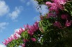 Pink Crape myrtle