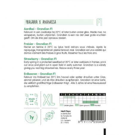 Zaden Aardbei Grandian - Fragaria × ananassa - fraisier ananas