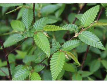 Japanse Haagbeuk - Carpinus Japonica