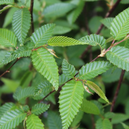Japanische Hainbuche - Carpinus Japonica