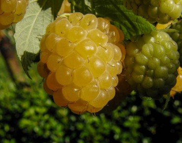 Framboisier jaune remontant Fallgold