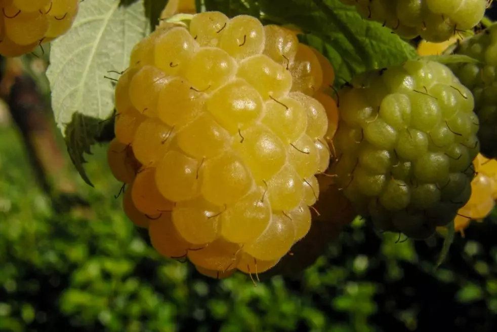 Framboisier jaune remontant Fallgold