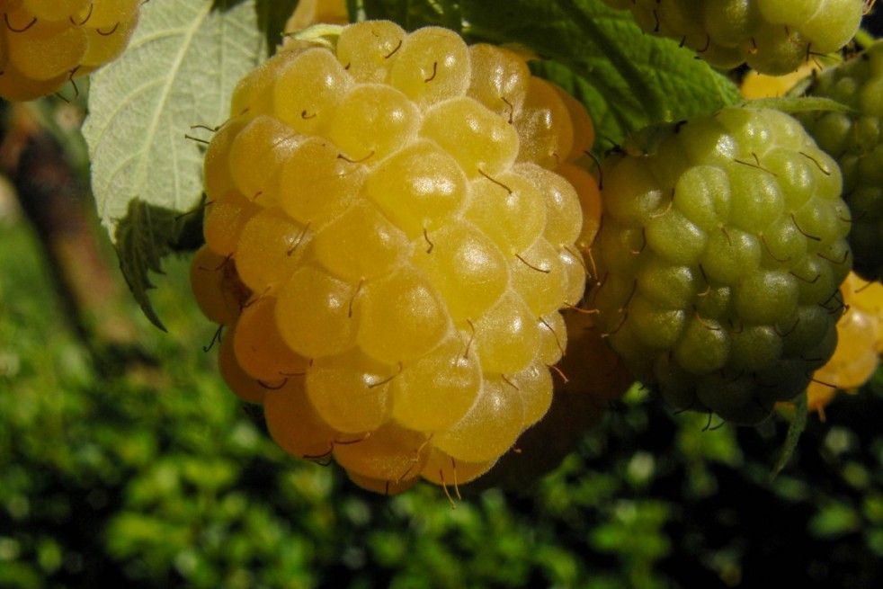 Gelbe Himbeere Fallgold - Herbsthimbeere - Rubus idaeus fallgold