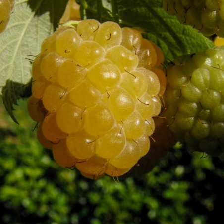Framboisier jaune remontant Fallgold