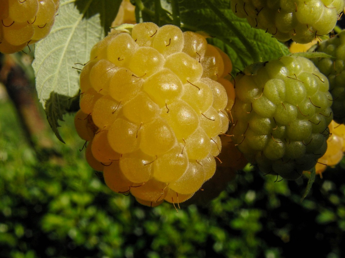 Yellow Raspberry Fallgold