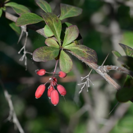 Épine vinette de Thunberg
