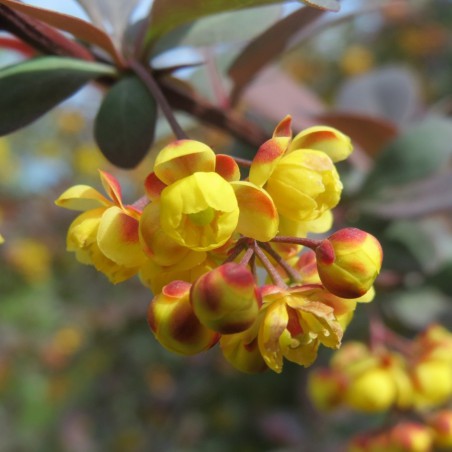 Épine vinette de Thunberg