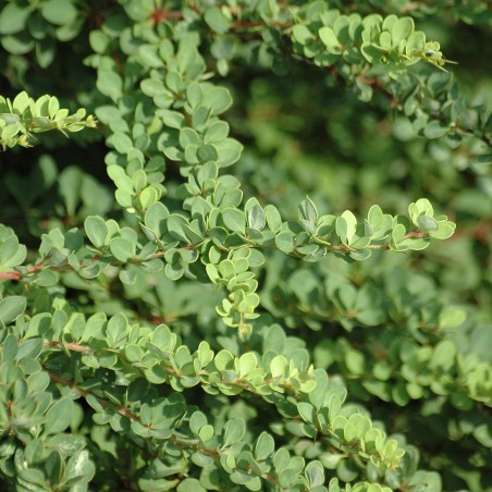 Épine vinette de Thunberg