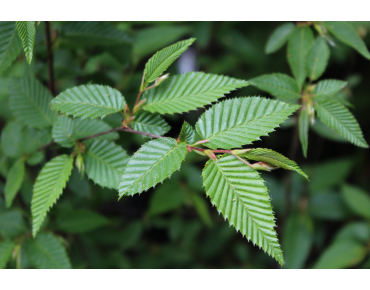 Japanse Haagbeuk - Carpinus Japonica