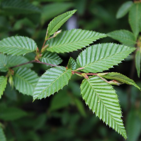Japanese Hornbeam - Carpinus Japonica