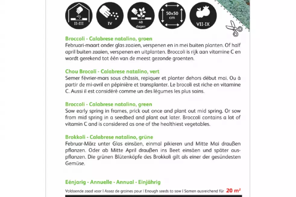 Chou Brocoli  Calabrese natalino bio