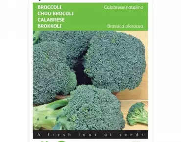 Chou Brocoli  Calabrese natalino bio