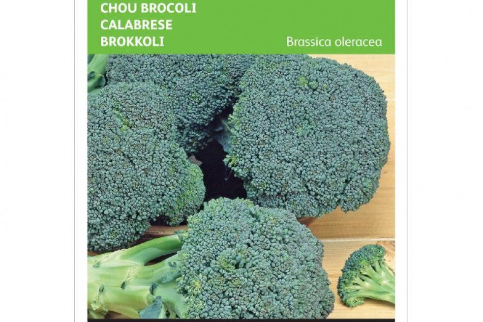 Chou Brocoli  Calabrese natalino bio