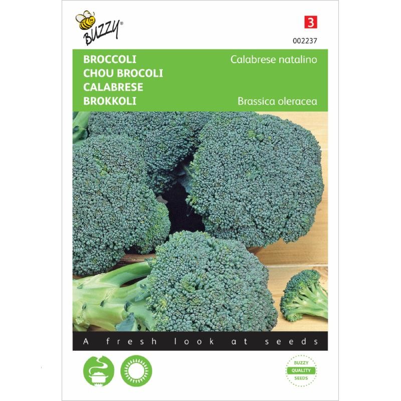 Broccoli Calabrese Natalino