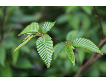 Japanse Haagbeuk - Carpinus Japonica