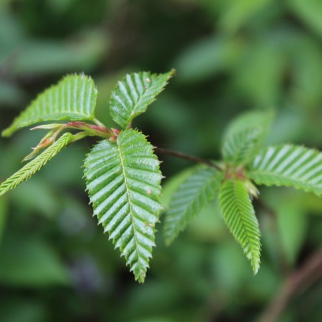 Charme du Japon - Carpinus Japonica