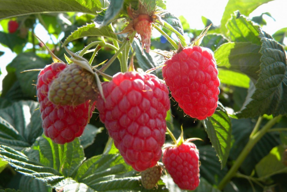 Raspberry Autumn bliss - double cropping variety