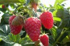 Raspberry Autumn bliss - double cropping variety