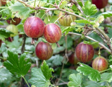 Red Gooseberry - https://creativecommons.org/licenses/by-sa/2.5/deed.en