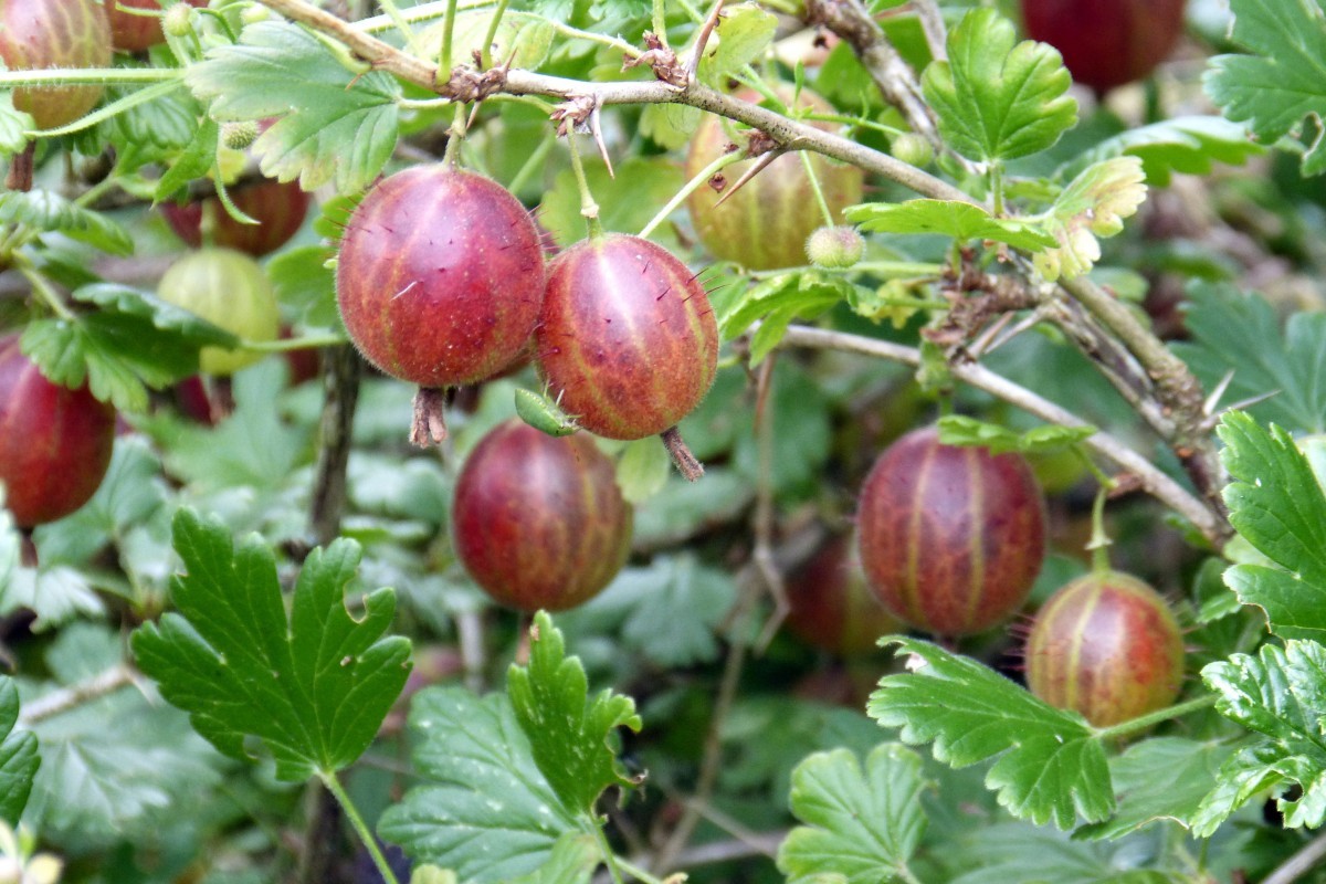 Red Gooseberry