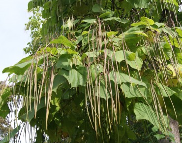 Catalpa - arbre aux haricots