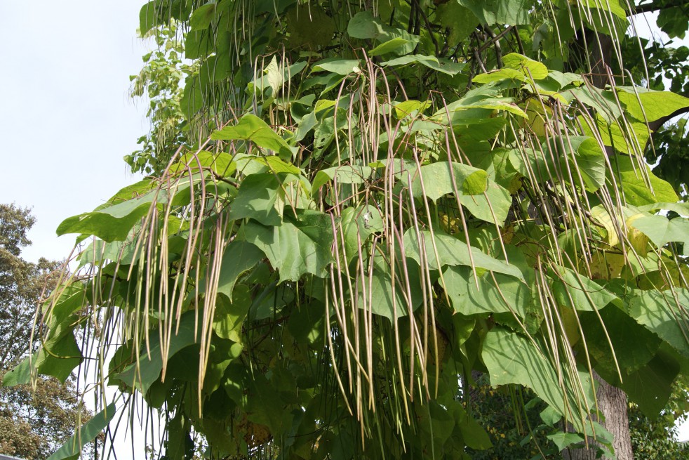 evalueren nerveus worden wetenschappelijk Groene trompetboom - Catalpa Bignonioides