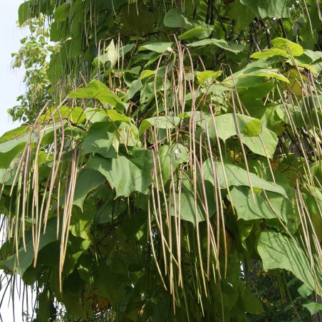 Groene trompetboom - Catalpa Bignonioides