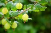 Yellow gooseberry -