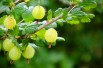 Yellow gooseberry - Yellow gooseberry -
