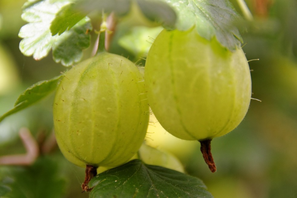 Yellow gooseberry