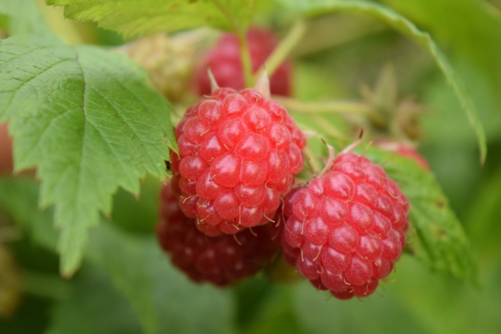 Raspberry Willamette - Rubus idaeus Willamette
