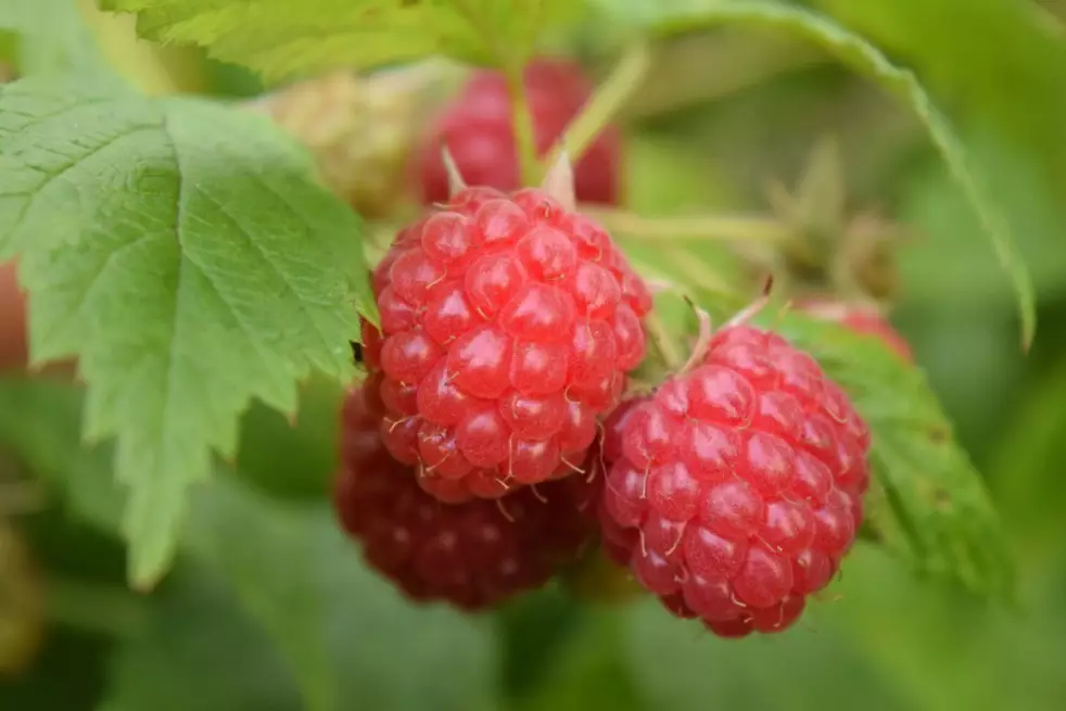 Raspberry Willamette