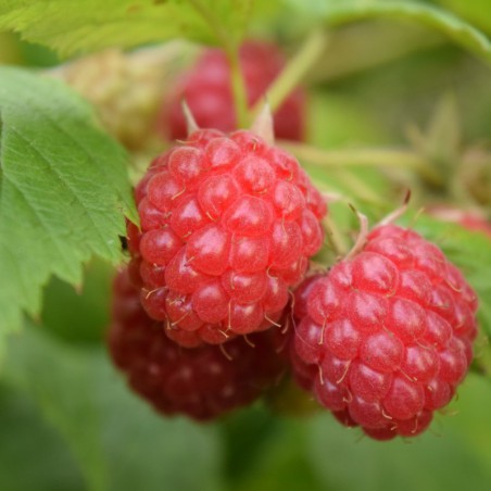 Raspberry Willamette