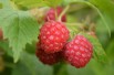 Raspberry Willamette