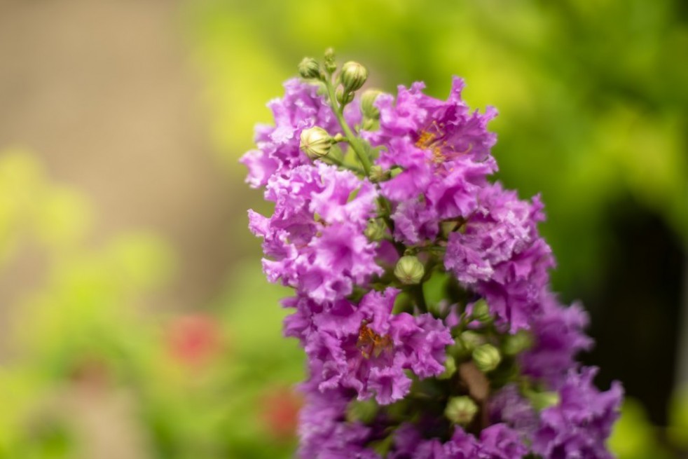 Dwarf purple Crape myrtle