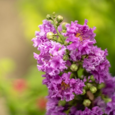 Lilas des Indes nain violet