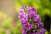 Dwarf purple Crape myrtle