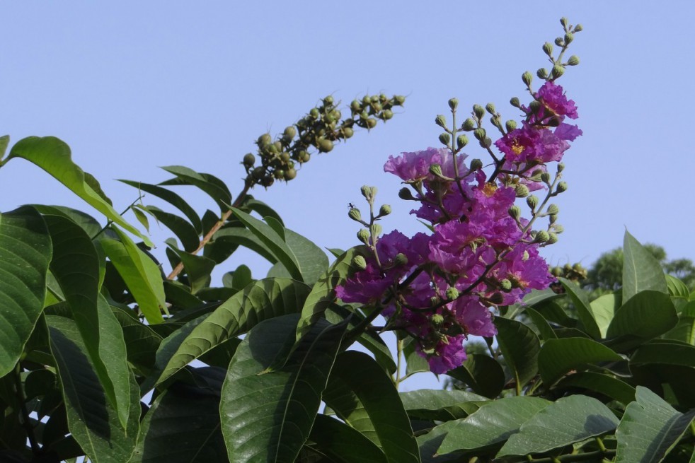 Dwarf purple Crape myrtle