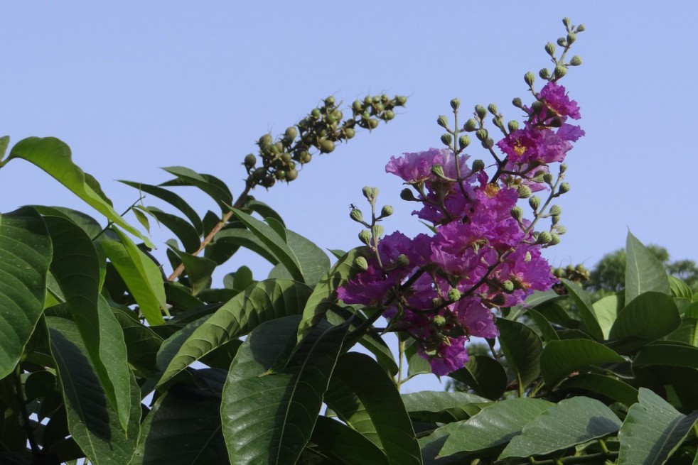 Lilas des Indes nain violet - Lagerstroemia indica catawba