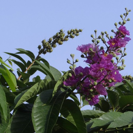 Dwarf purple Crape myrtle