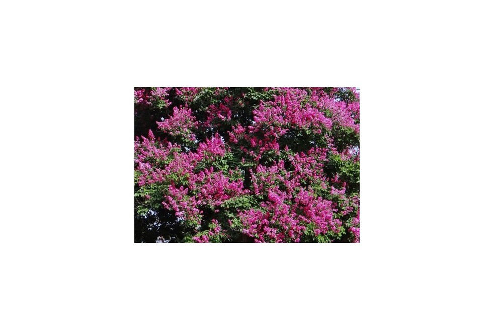 Dwarf purple Crape myrtle