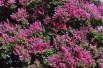 Dwarf purple Crape myrtle