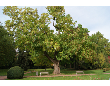Groene trompetboom - Catalpa Bignonioides