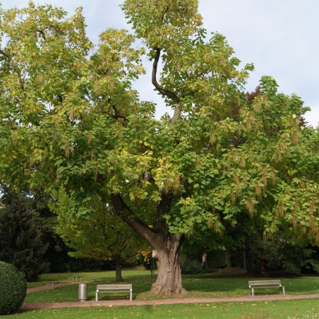 Arbre aux haricots - Catalpa Bignonioides