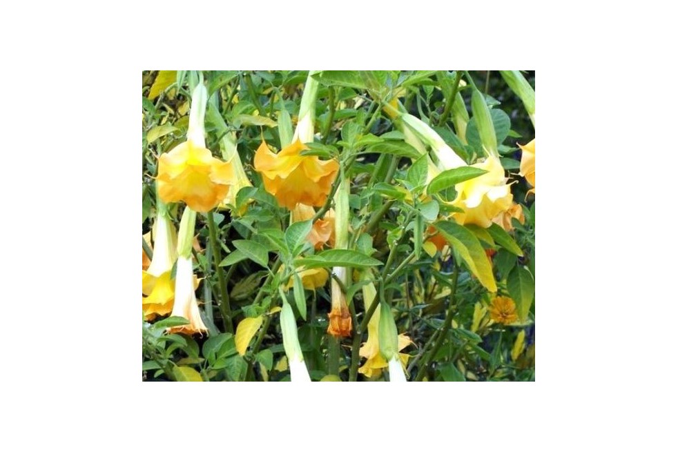 Angel's trumpet double yellow