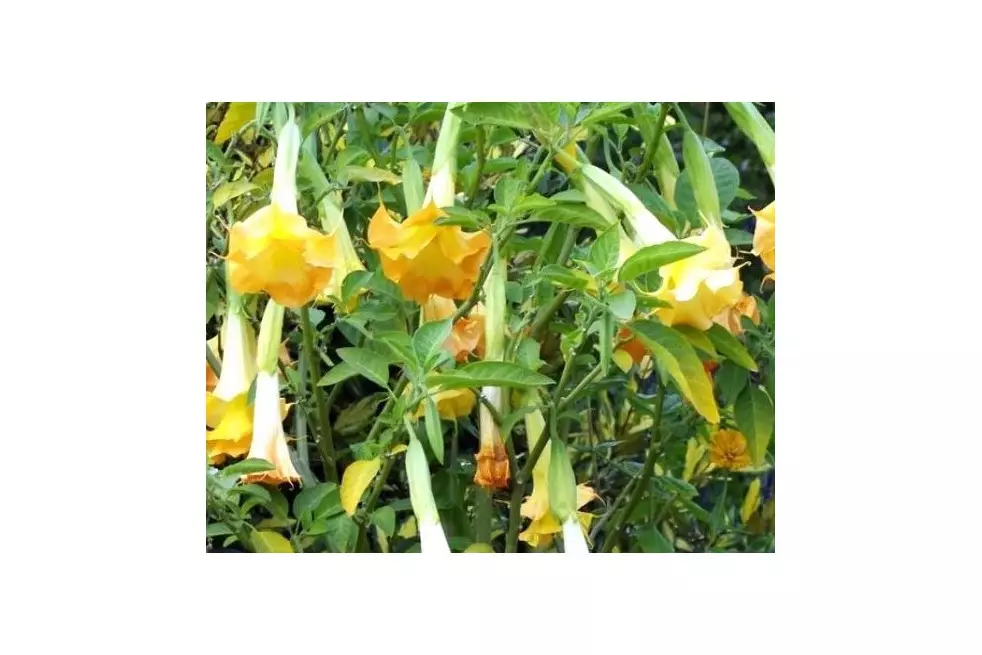 Angel's trumpet double yellow
