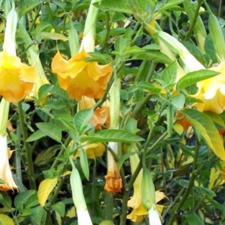 Trompette des anges jaune double