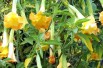 Angel's trumpet double yellow