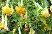 Angel's trumpet double yellow
